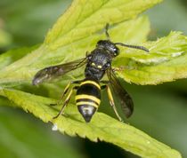 Gedehams ancistrocerus trifasciatus 
